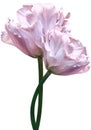 Light pink   flowers tulips on the  white isolated background with clipping path. Close-up. Flowers on the stem. Nature Royalty Free Stock Photo