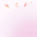 Light Pink flying petals isolated on soft Pink gradient background. Sakura Roses petals. Vector