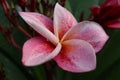 Light pink frangipain flowers and droplets. Royalty Free Stock Photo