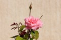 Light pink fully open blooming rose with dense petals next to single closed flower bud on house wall background Royalty Free Stock Photo