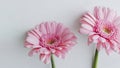 Light pink Gerbera daisy flowers on gray background Royalty Free Stock Photo