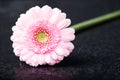 Light pink gerbera daisy, low key on black Royalty Free Stock Photo