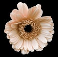 Light pink gerbera flower, black isolated background with clipping path. Closeup. no shadows. For design. Royalty Free Stock Photo