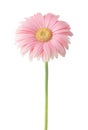 Light pink Gerbera flower isolated on white background Royalty Free Stock Photo