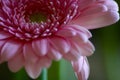 Light Pink Gerbera in macro