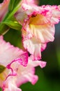 Light pink gladiolus flower, close-up Royalty Free Stock Photo