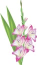 Light pink gladiolus flower isolated on white Royalty Free Stock Photo