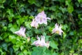 Light pink grannys bonnets Royalty Free Stock Photo