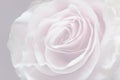 Light pink , grey background with wonderful tender rose