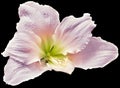 Light pink hibiscus flower isolated on black background. Close-up. For design. Nature. Royalty Free Stock Photo
