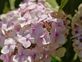 Light pink Hydrangea flower closeup Royalty Free Stock Photo