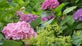 Light Pink Hydrangea in the Foreground on a Green Background. Royalty Free Stock Photo
