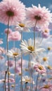 Light pink illustration daisy flowers pink blue background