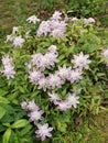 Light Pink lilac Clematis large-flowered Josephine in the garden in May