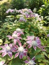 Light Pink lilac Clematis large-flowered Josephine in the garden in May