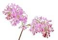 Light pink lilac flowers isolated on white Royalty Free Stock Photo