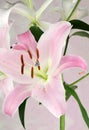 Light pink lilies flowers. Royalty Free Stock Photo