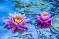 Light Pink Lillypads in Calm Turquoise water Royalty Free Stock Photo