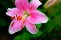 Light pink lily flower on a blurred background of green foliage, close up. Macro red-orange stamens. Vivid lily for Royalty Free Stock Photo