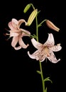 Light pink lily flower, isolated on black background Royalty Free Stock Photo