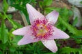 Light pink lily Royalty Free Stock Photo