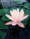 Light Pink lotus