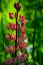 Light pink lupine flower in a garden against a dark green background. Royalty Free Stock Photo