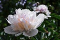 Light pink lush flower peony with red orange center and white petals grows on stem with green leaves in summer garden Royalty Free Stock Photo