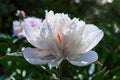 Light pink lush peony flower with red center and white petals grows on stem with green leaves in summer garden in light of sun. Royalty Free Stock Photo