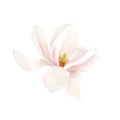 Light pink magnolia flower in bloom. Floral watercolor illustration hand painted isolated on white background. Royalty Free Stock Photo