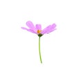 Light pink mexican aster flower  cosmos  with yellow pollen blooming and green stem isolated on white background , clipping path Royalty Free Stock Photo