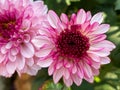 Light pink mix white chrysanths flower blooming close up in the garden.