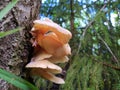Light pink mushrooms grow on the trunk of a tree in summer against the background of green coniferous wood Royalty Free Stock Photo