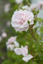 Light Pink New Dawn Rose