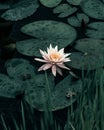 Light pink Nymphaea tetragona with two frogs on the pads near the flower Royalty Free Stock Photo