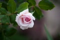 Light Pink Opening Rose Royalty Free Stock Photo