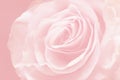 Light pink and orange background with wonderful tender rose