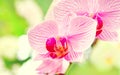 light pink orchid beautiful flower and fluttering butterflies Hand drawn branch on white Royalty Free Stock Photo