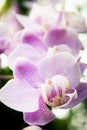 Light pink orchid in full bloom
