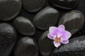 light pink orchid lying on wet black stones. Viewed from above. Spa concept Royalty Free Stock Photo