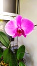 light pink orchids blooming in the morning Royalty Free Stock Photo