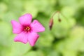 Light pink oxalis flower close up
