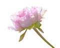 Light pink peony flower on a stem with a sepal on a white Royalty Free Stock Photo