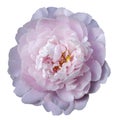 Light Pink peony flower with yellow stamens on an isolated white background with clipping path. Closeup no shadows. For design. Royalty Free Stock Photo