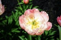 Light pink peony flowers in garden. Close up Royalty Free Stock Photo