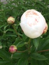 A light pink peony in the garden