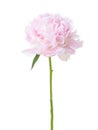 Light pink Peony isolated on white background Royalty Free Stock Photo