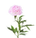 Light pink peony isolated on white background Royalty Free Stock Photo