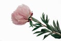 Light pink peony with stem and leaves isolated on white Royalty Free Stock Photo