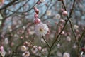 Light pink plum blossoms with buds on the branch Royalty Free Stock Photo